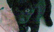 宠物黑料爆料视频大全最新,最新爆料视频大盘点