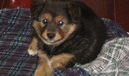 宠物黑料爆料视频大全最新,最新爆料视频大盘点